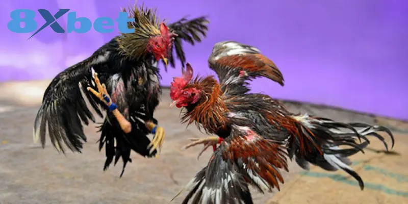 Dấu hiệu để hội viên nhận biết trang đá gà lừa đảo