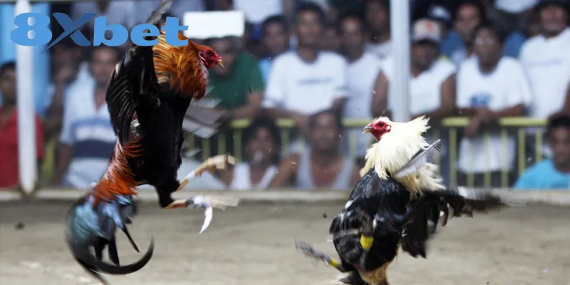 Kinh nghiệm để tham gia chơi đá gà online luôn an toàn